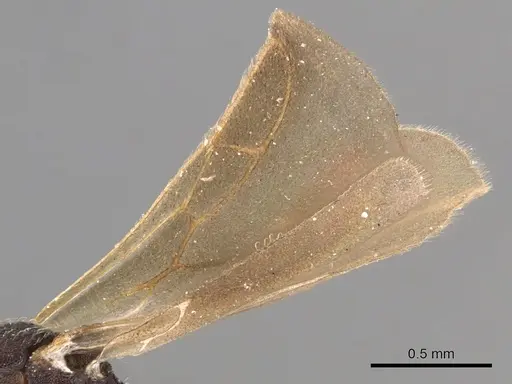 Mycetosoritis hartmanni specimen CASENT0904986 image casent0904986_4
