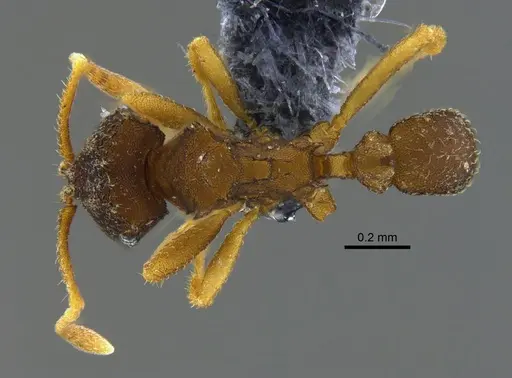 Mycocepurus curvispinosus specimen CBUMAGENT34560 image cbumagent34560_1