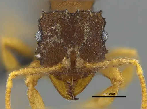 Mycocepurus curvispinosus specimen CBUMAGENT34560 image cbumagent34560_2