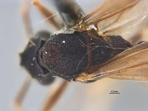 Mycocepurus goeldii specimen ANTWEB1047309 image antweb1047309_1