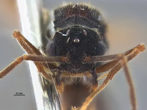 Mycocepurus goeldii specimen ANTWEB1047309 image antweb1047309_2