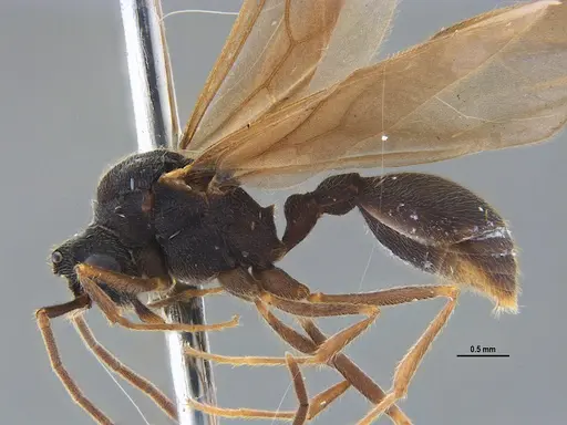 Mycocepurus goeldii specimen ANTWEB1047309 image antweb1047309_3