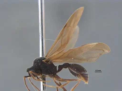 Mycocepurus goeldii specimen ANTWEB1047309 image antweb1047309_4