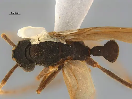 Mycocepurus goeldii specimen ANTWEB1047344 image antweb1047344_1