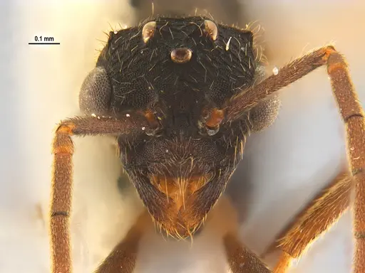 Mycocepurus goeldii specimen ANTWEB1047344 image antweb1047344_2