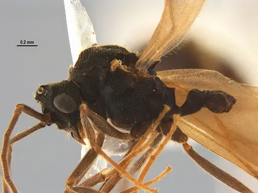 Mycocepurus goeldii specimen ANTWEB1047344 image antweb1047344_3