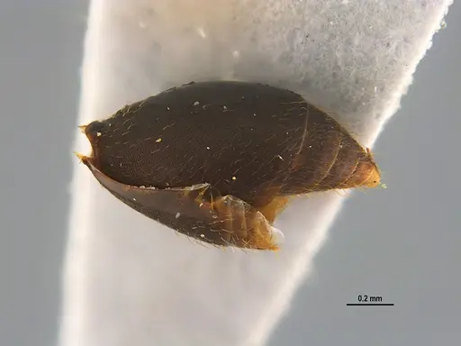 Mycocepurus goeldii specimen ANTWEB1047344 image antweb1047344_4