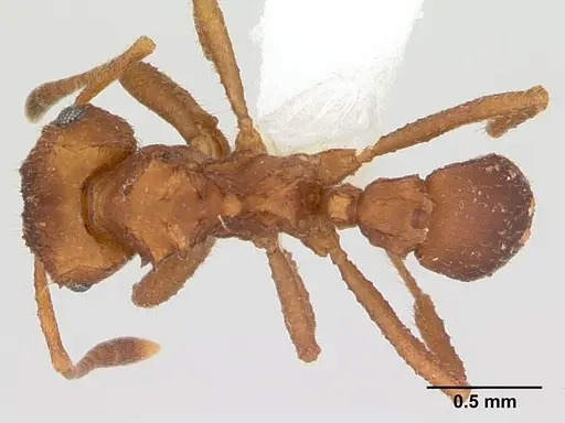 Mycocepurus goeldii specimen CASENT0173988 image casent0173988_1
