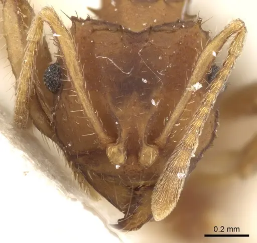 Mycocepurus goeldii specimen CASENT0904975 image casent0904975_2