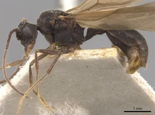 Mycocepurus goeldii specimen CASENT0905915 image casent0905915_3