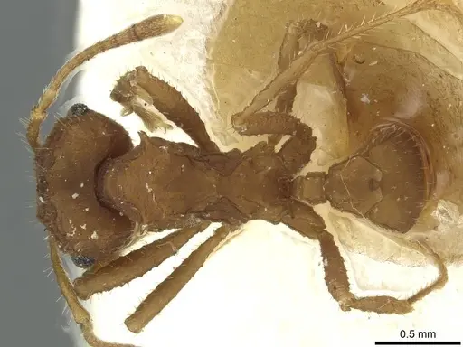 Mycocepurus goeldii specimen CASENT0912511 image casent0912511_1
