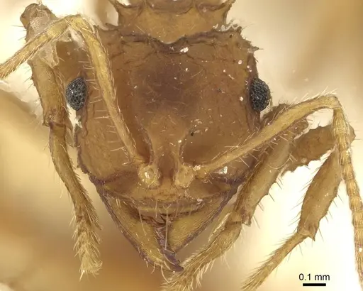 Mycocepurus goeldii specimen CASENT0912511 image casent0912511_2