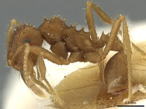 Mycocepurus goeldii specimen CASENT0912511 image casent0912511_3