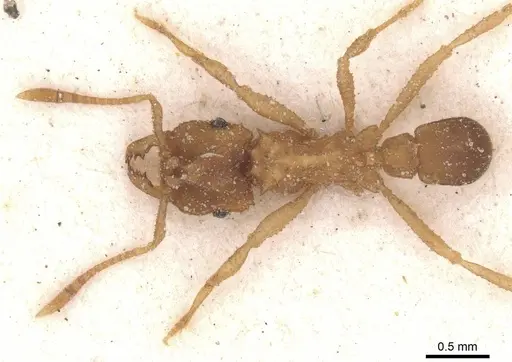 Mycocepurus goeldii specimen CASENT0912512 image casent0912512_1