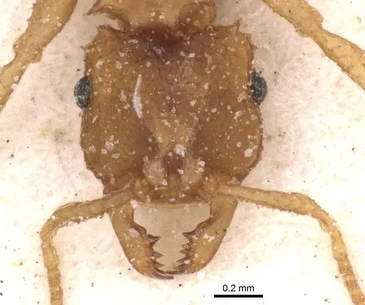 Mycocepurus goeldii specimen CASENT0912512 image casent0912512_2