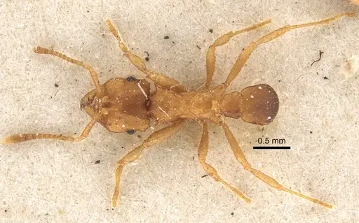 Mycocepurus goeldii specimen CASENT0917842 image casent0917842_1