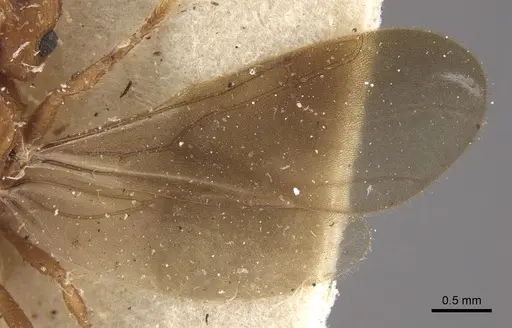 Mycocepurus goeldii specimen CASENT0917843 image casent0917843_6