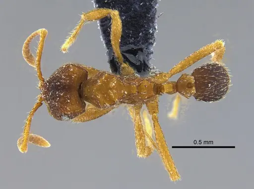 Mycocepurus goeldii specimen IAVH-E-262262 image iavh-e-262262_1