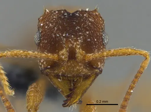 Mycocepurus goeldii specimen IAVH-E-262262 image iavh-e-262262_2
