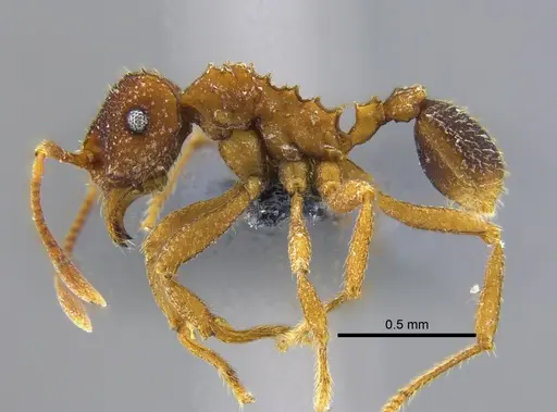 Mycocepurus goeldii specimen IAVH-E-262262 image iavh-e-262262_3