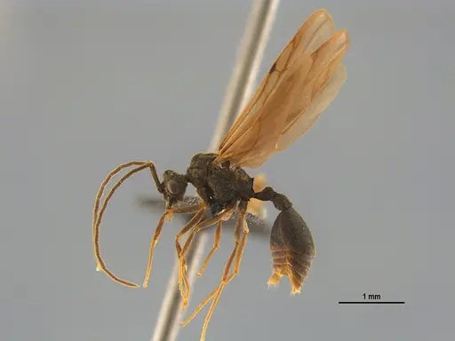 Mycocepurus goeldii specimen UFV-LABECOL-004883 image ufv-labecol-004883_4