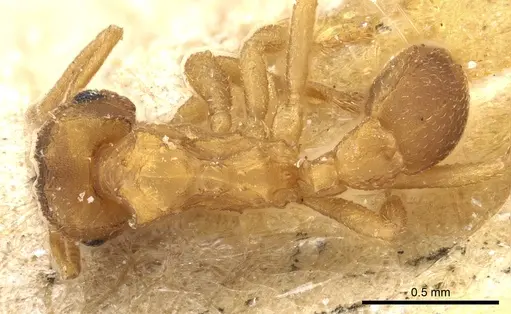 Mycocepurus obsoletus specimen USNMENT00445519 image usnment00445519_1