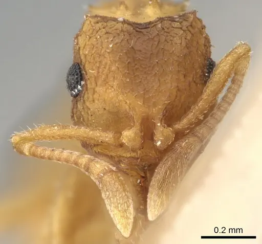 Mycocepurus obsoletus specimen USNMENT00445519 image usnment00445519_2