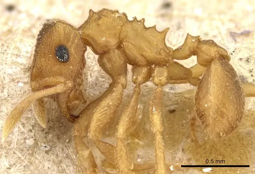 Mycocepurus obsoletus specimen USNMENT00445519 image usnment00445519_3