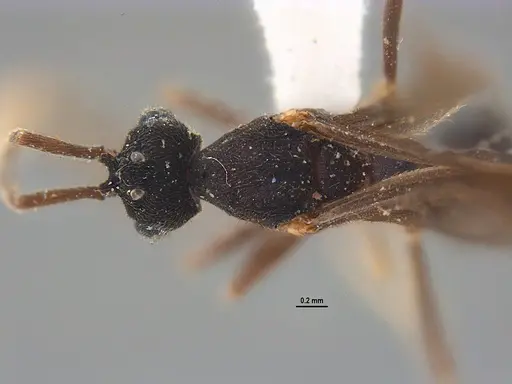 Mycocepurus smithii specimen ANTWEB1047310 image antweb1047310_1