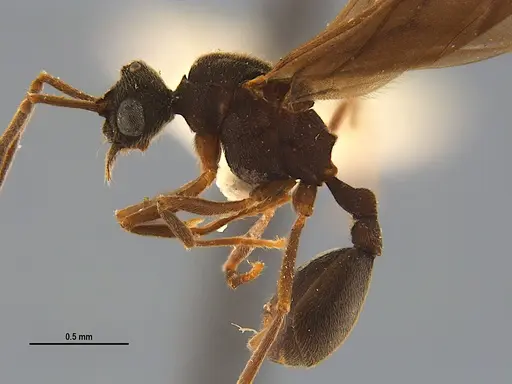 Mycocepurus smithii specimen ANTWEB1047310 image antweb1047310_3