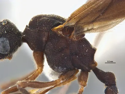 Mycocepurus smithii specimen ANTWEB1047310 image antweb1047310_4