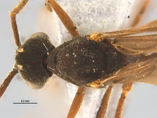Mycocepurus smithii specimen ANTWEB1047333 image antweb1047333_1
