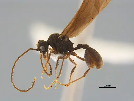 Mycocepurus smithii specimen ANTWEB1047333 image antweb1047333_4
