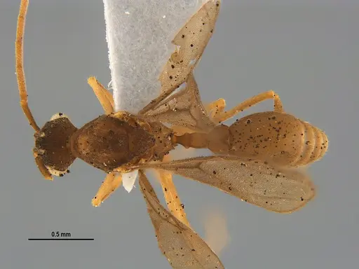 Mycocepurus smithii specimen ANTWEB1047340 image antweb1047340_1