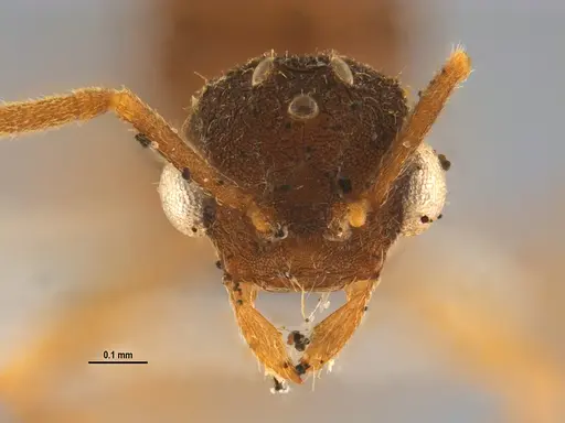 Mycocepurus smithii specimen ANTWEB1047340 image antweb1047340_2