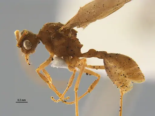 Mycocepurus smithii specimen ANTWEB1047340 image antweb1047340_3