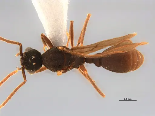 Mycocepurus smithii specimen ANTWEB1047342 image antweb1047342_1
