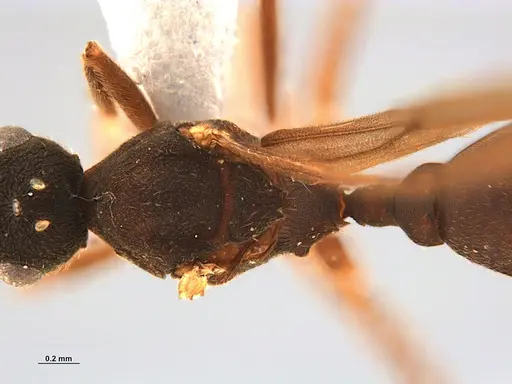 Mycocepurus smithii specimen ANTWEB1047342 image antweb1047342_2