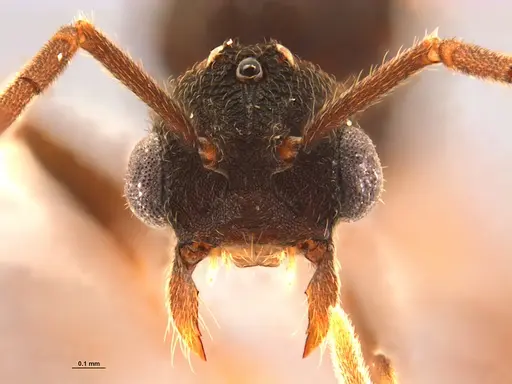 Mycocepurus smithii specimen ANTWEB1047342 image antweb1047342_3