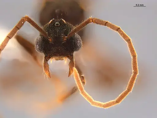 Mycocepurus smithii specimen ANTWEB1047342 image antweb1047342_4