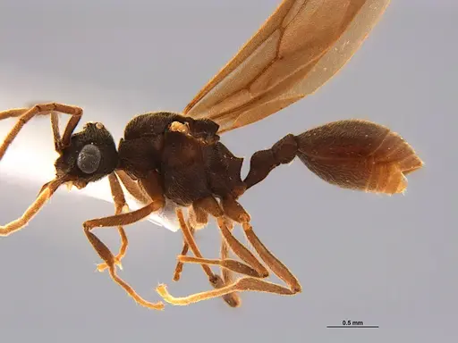 Mycocepurus smithii specimen ANTWEB1047342 image antweb1047342_5