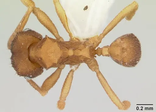 Mycocepurus smithii specimen CASENT0173989 image casent0173989_1