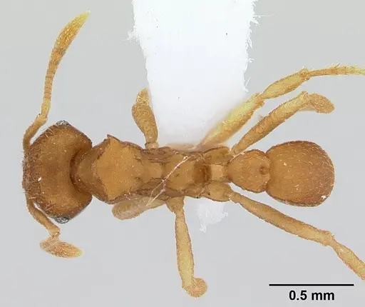 Mycocepurus smithii specimen CASENT0179467 image casent0179467_1