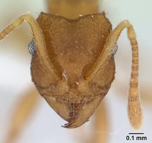 Mycocepurus smithii specimen CASENT0179467 image casent0179467_2