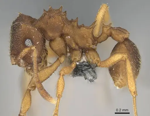 Mycocepurus smithii specimen CASENT0729773 image casent0729773_3