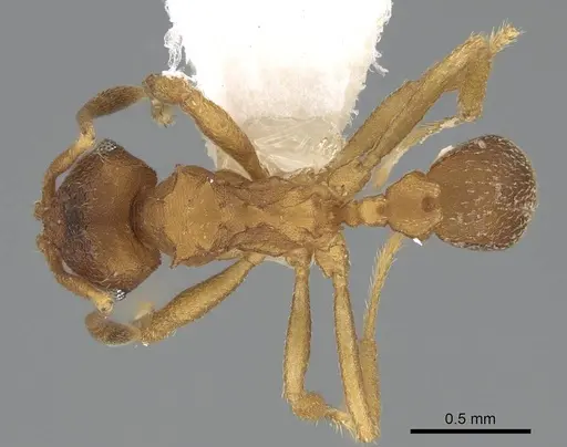 Mycocepurus smithii specimen CASENT0922153 image casent0922153_1