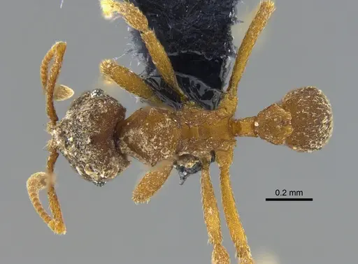 Mycocepurus smithii specimen CBUMAGENT41968 image cbumagent41968_1