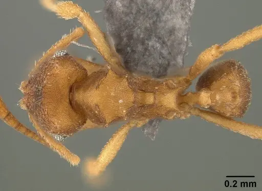 Mycocepurus smithii specimen USNMENT01124242 image usnment01124242_1
