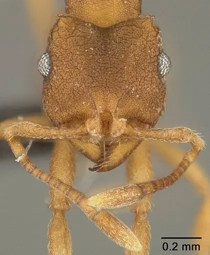 Mycocepurus smithii specimen USNMENT01124242 image usnment01124242_2