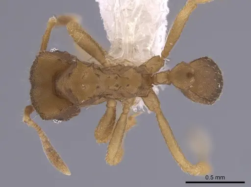 Mycocepurus tardus specimen CASENT0653672 image casent0653672_1
